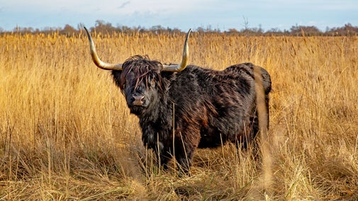 A black Highland cow photographed outdoors on a wetland nature reserve
